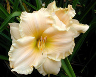 Newberry Borrowed Time