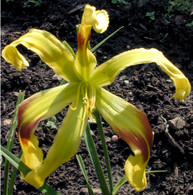 Saturday Night Fever