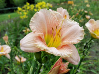 Siloam Pink Petite