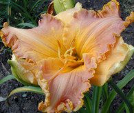 Spacecoast Starburst