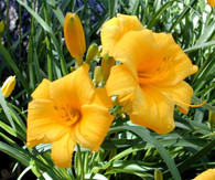 Stella De Oro
