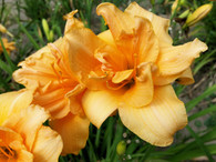 Zella Virginia