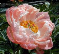 Peony 'Coral Charm'