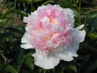 Peony 'Raspberry Sundae'