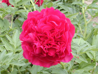 Peony 'Carol'