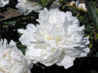 Peony 'Gardenia'