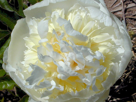 
A younger bloom of P. 'Honey Gold'. The guard petals (outer petals) are still cupped, as the bloom matures they open wide and flat.