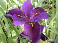Iris 'Black Gamecock'
