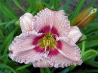 Siloam Merle Kent
