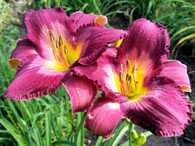 Decatur Purple