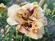 Dewy Sweet