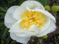 Peony 'Cheddar Regal'