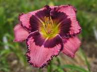 Be Fruitful and Multiply