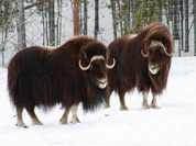 Yukon wildlife preserve
