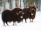 Yukon wildlife preserve