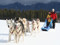 Dog Sledding