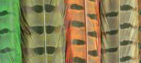 Ringneck Pheasant Tail Feathers