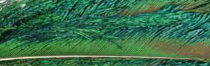 Peacock Swords