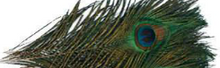 Peacock Eyes