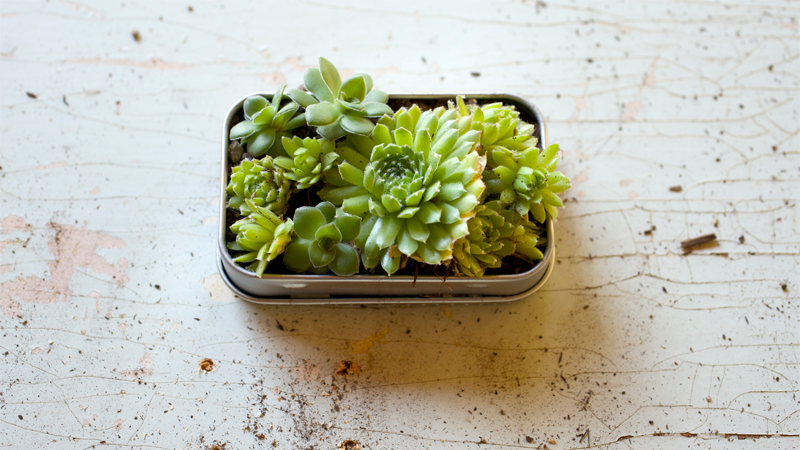 DIY mini garden in an upcycled mint tin