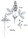 Alfalfa plant