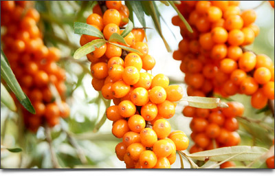 seabuckthorn-01.jpg