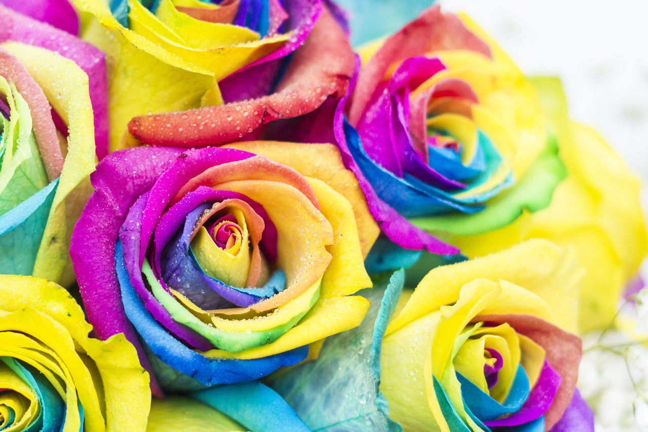 Half A Dozen Rainbow Roses