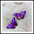 #12E. Ultra Violet Butterfly Earrings: $55
 Niobium
• Gold filled ear wires
• 1 1/8"  x 1"