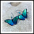 #15E. Green Flash Butterfly Earrings: $55
 Niobium
• silver filled ear wires
• 1 1/8" l. x 1" w.
