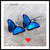 #20A. Blue Butterfly Earrings: $55
 Niobium
• silver filled ear wires
• 1 1/8" l. x 1" w.
