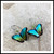#13E. Island Green Butterfly Earrings: $55
 Niobium
• silver filled ear wires
• 1 1/8"  x 1" 
