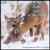GENTLE SOULS OF THE FOREST 11 BOOK
By Mark A. Schneider
Photographic Tribute Book to the Gentle & Peaceful Whitetail Deer - Available on Amazon & Etsy