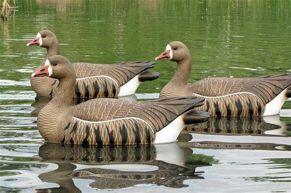 Dakota Decoys Whitefront Specklebelly Floater 6 Pack - 723175895546