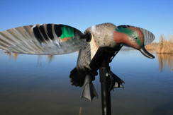 Mojo Elite Series Greenwing Teal - 816740003962