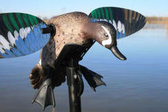 Mojo Elite Series Bluewing Teal - 816740003979