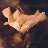 Hibiscus Sepia
