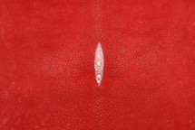 Stingray Skin Standard Red 11"