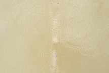 Stingray Skin Polished Cream 11"