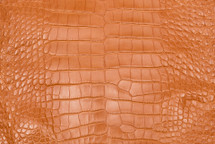 Alligator Skin Belly Matte Longhorn Orange 30/34 cm Grade 3