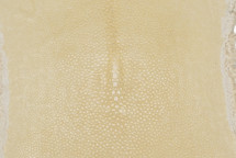 Stingray Skin Long Shape Polished Ivory 4"
