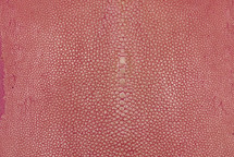 Stingray Skin Long Shape Polished Pink 4"