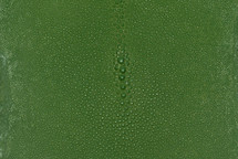 Stingray Skin Long Shape Shagreen Light Green 4"
