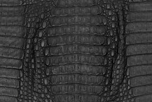 Caiman Skin Hornback Matte Black 50+ cm