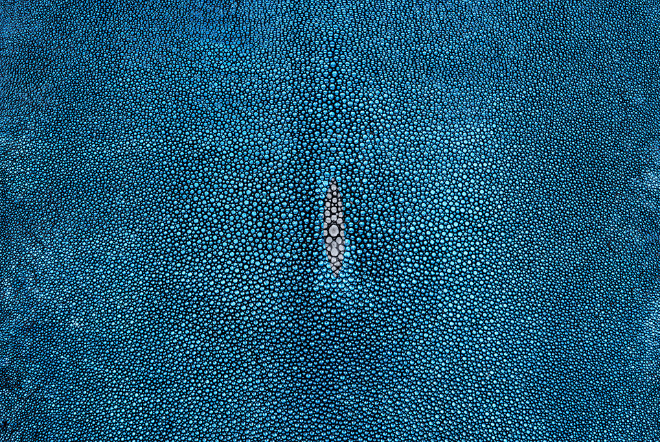 Stingray Skin Metallic Sky Blue 15