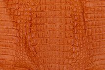 Caiman Hornback Matte Orange Tiger