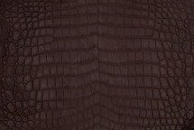 Nile Crocodile Skin Belly Matte Brown 35/39 cm
