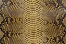 Python Skin Reticulated Lucido Canary Yellow