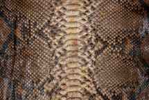 Python Skin Reticulated Pulp Brown
