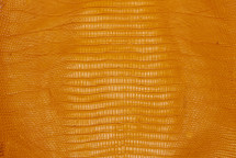 Lizard Skin Teju Matte Dandelion 25/29 cm