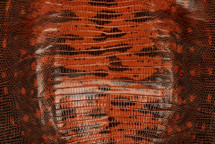Lizard Skin Teju UB Glazed Tangerine  20/24 cm